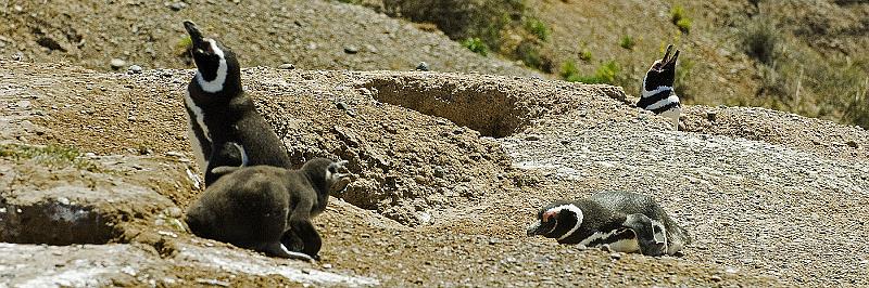 20071209 120922 D2X 4200x1400.jpg - Magellan Penguins at Peninsula Valdes, Argentina